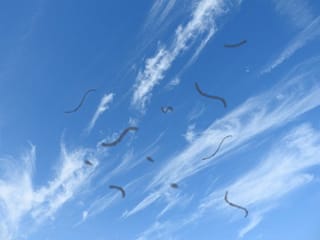 川口市の森田眼科では飛蚊症の症状にも眼科専門医が丁寧に対応